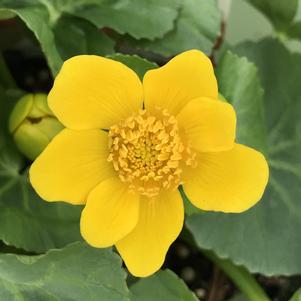 Caltha palustris 