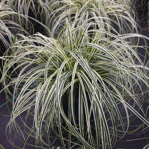 Carex Feather Falls™