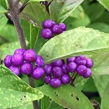 Callicarpa dichotoma 'Issai'