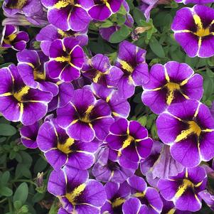 Calibrachoa Superbells® Evening Star