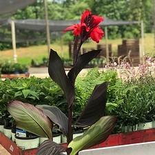 Canna Cannova® Scarlet