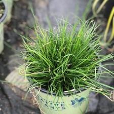 Carex pensylvanica 