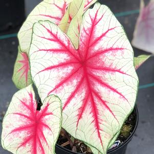 Caladium Fiesta