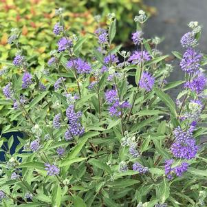 Caryopteris x clandonensis 'Longwood Blue'