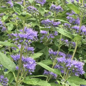 Caryopteris x clandonensis Beekeeper™