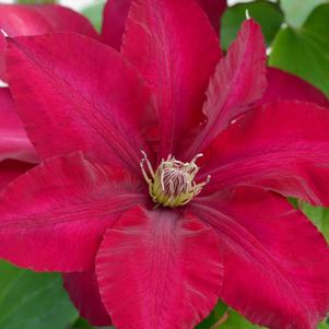 Clematis Rebecca™