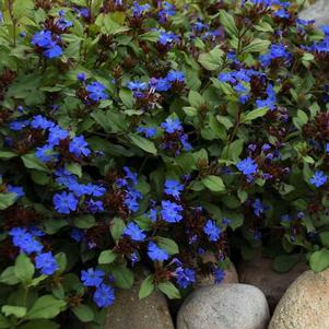 Ceratostigma plumbaginoides 