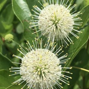 Cephalanthus occidentalis Magical® 'Moonlight'