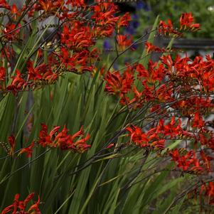 Crocosmia 'Lucifer'