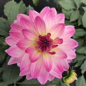 Dahlia Sincerity