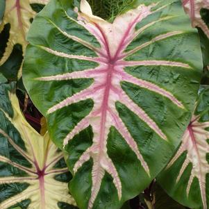 Colocasia ROYAL HAWAIIAN® 'Waikiki'