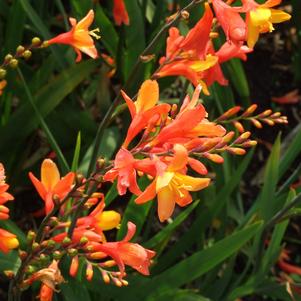 Crocosmia 'Orange Pekoe'