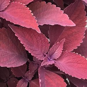 Coleus ColorBlaze® Rediculous™