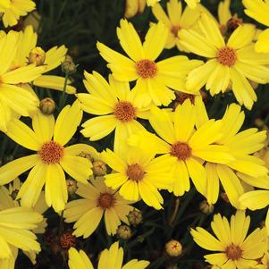 Coreopsis 'Citrine'