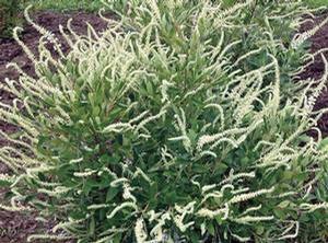 Clethra alnifolia Summer Sparkler