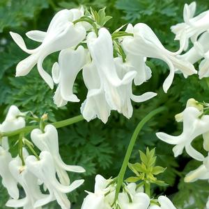 Dicentra AMORE™ 'Titanium'