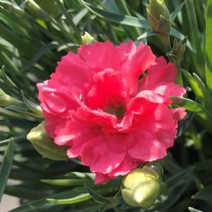 Dianthus Fruit Punch® 'Classic Coral'