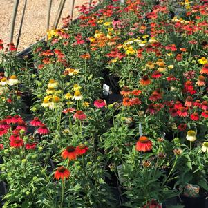 Echinacea 'Cheyenne Spirit'