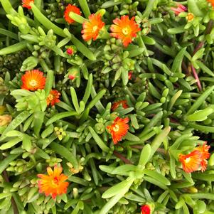 Delosperma Wheels of Wonder™ Fire Wonder