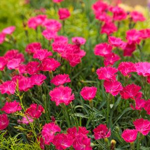 Dianthus 'Paint the Town Magenta' 