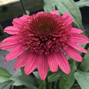 Echinacea 'Giddy Pink'