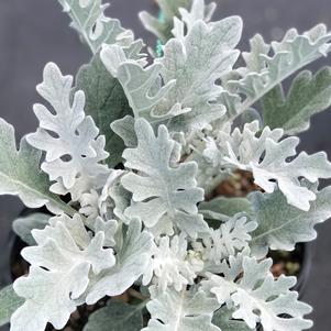 Dusty Miller 'Silver Dust'