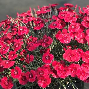 Dianthus Eastern Star