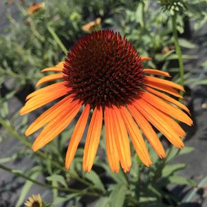 Echinacea 'Flame Thrower'