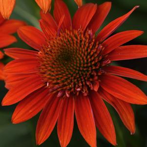 Echinacea Sombrero® Fiesta Orange