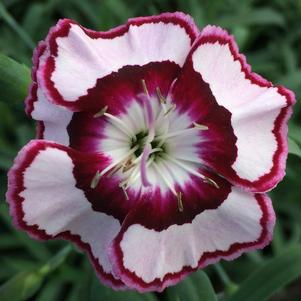 Dianthus Whetman® Dessert™ Raspberry Swirl