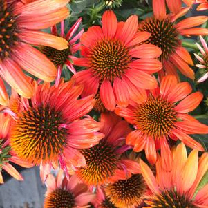 Echinacea Sombrero® Adobe Orange