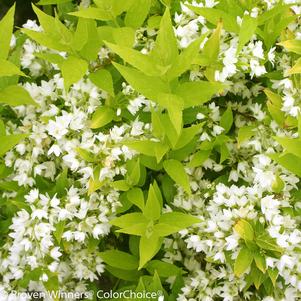 Deutzia gracilis Chardonnay Pearls®