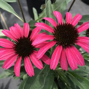 Echinacea Dark Shadows™ Wicked