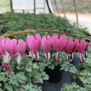 Dicentra spectabilis 