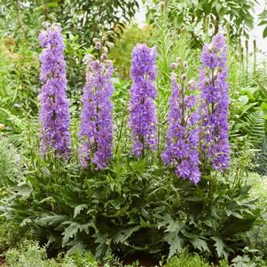 Delphinium Delgenius™ Breezin