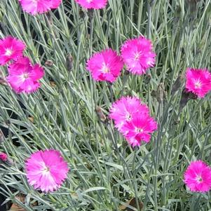 Dianthus gratianopolitanus 'Firewitch'