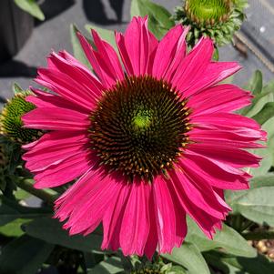 Echinacea Kismet™ Raspberry