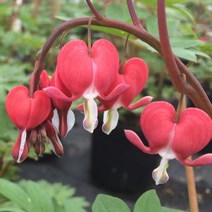 Dicentra spectabilis Valentine®