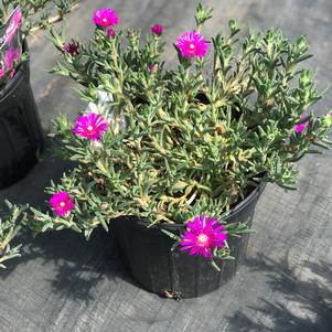 Delosperma cooperi 