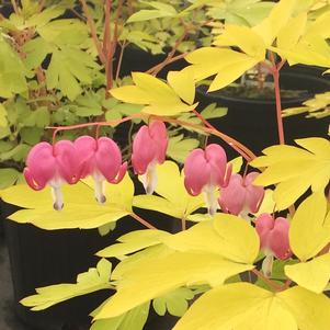 Dicentra spectabilis 'Gold Heart'