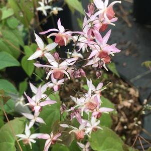 Epimedium 'Pink Elf'