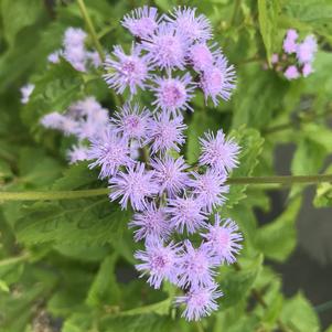 Eupatorium coelestinum 