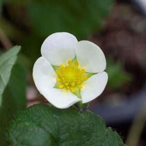 Fragaria x ananassa Bushel and Berry® Snowy Belle™