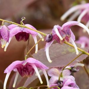 Epimedium Pretty in Pink