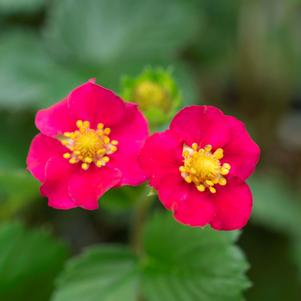 Fragaria x ananassa Bushel and Berry® Scarlet Belle™