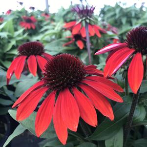 Echinacea Sombrero® Sangrita