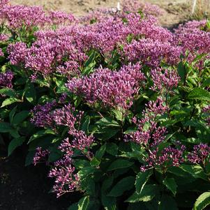 Eupatorium Euphoria™ Ruby