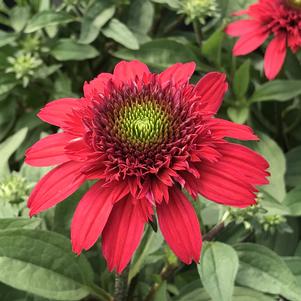 Echinacea Sunny Days™ Ruby