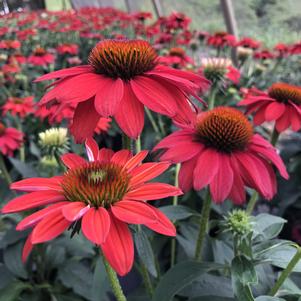 Echinacea SOMBRERO® Tres Amigos