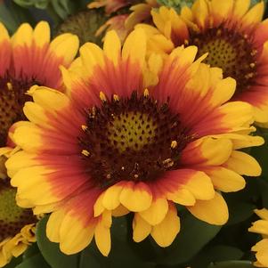 Gaillardia SpinTop™ Red Starburst